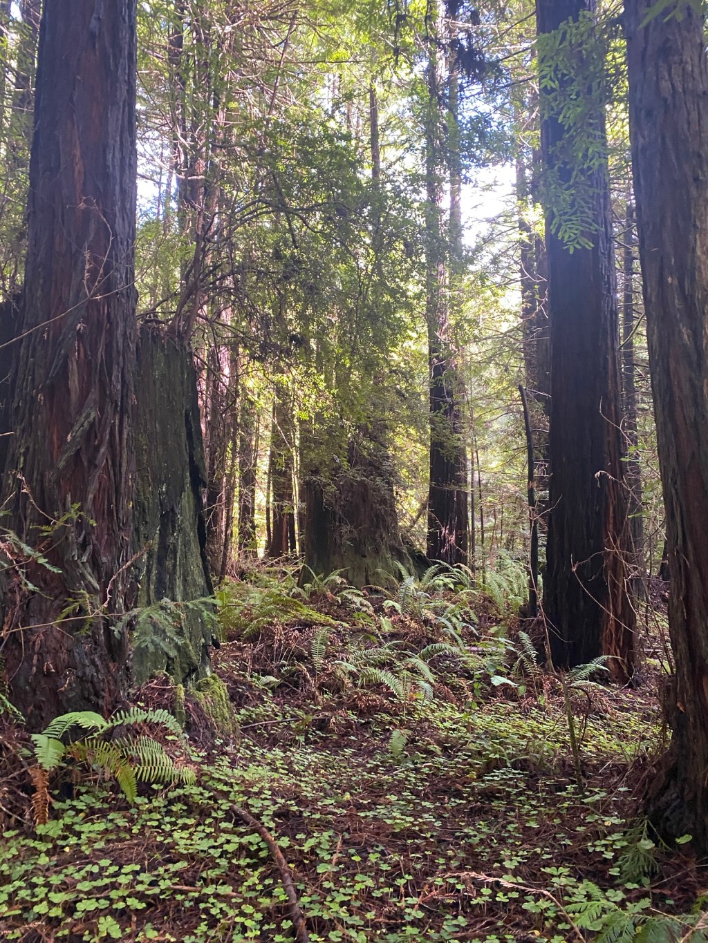 The Oscar Romero Prayer: My Lenten reflection on loss and hope