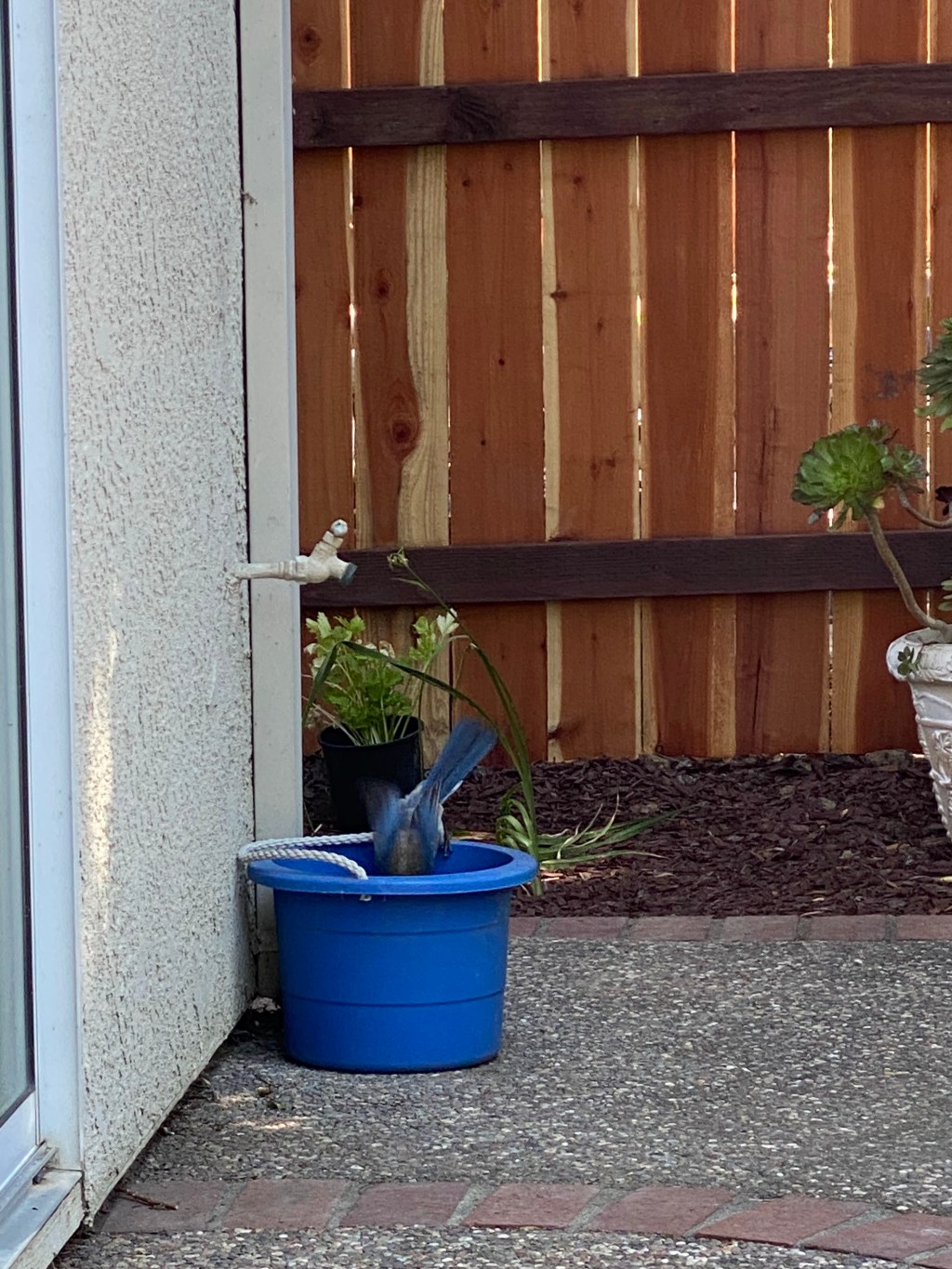 Birding 101(according to me)