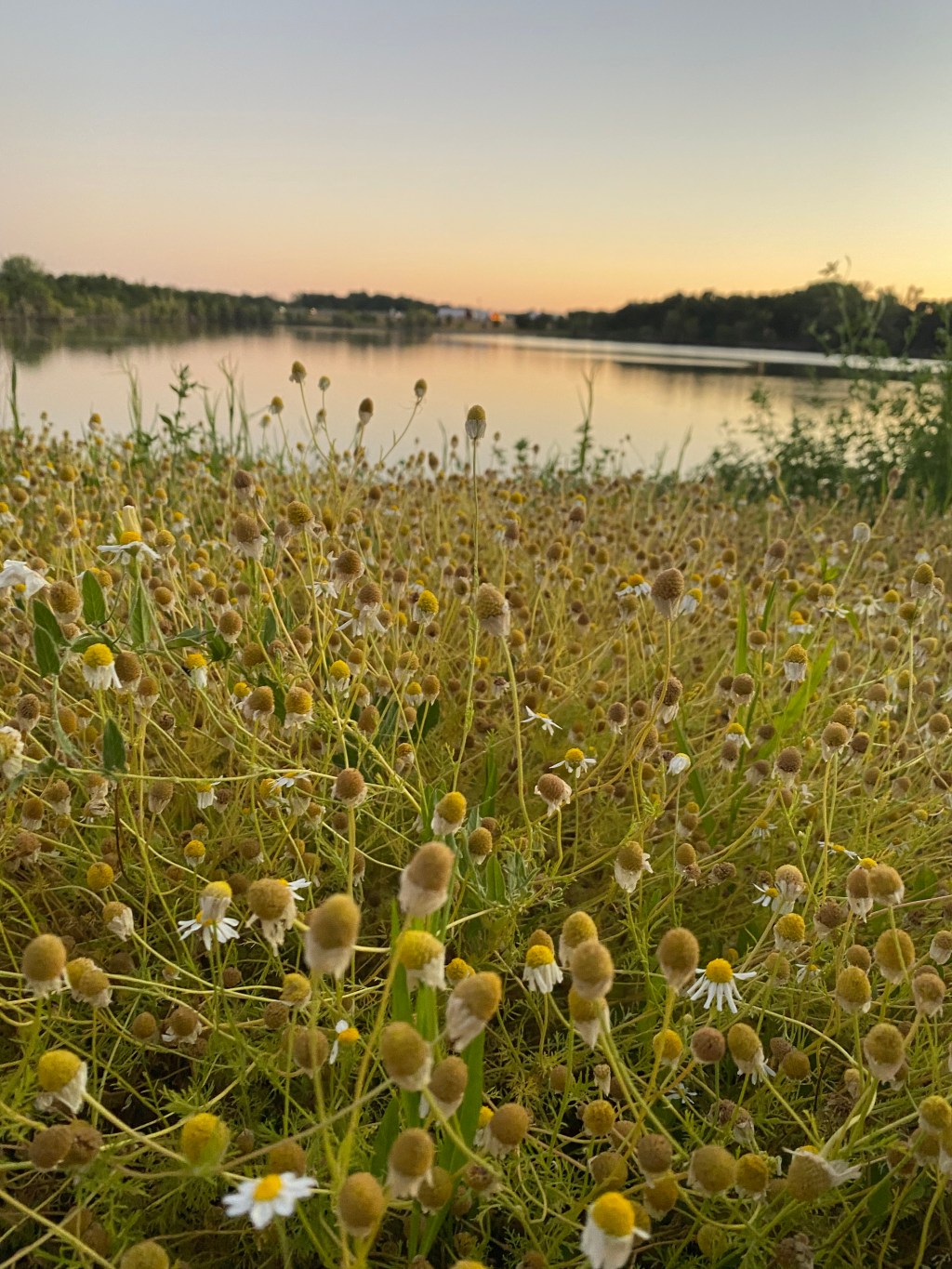Sacramento County’s Bufferlands and how I got interested in birding
