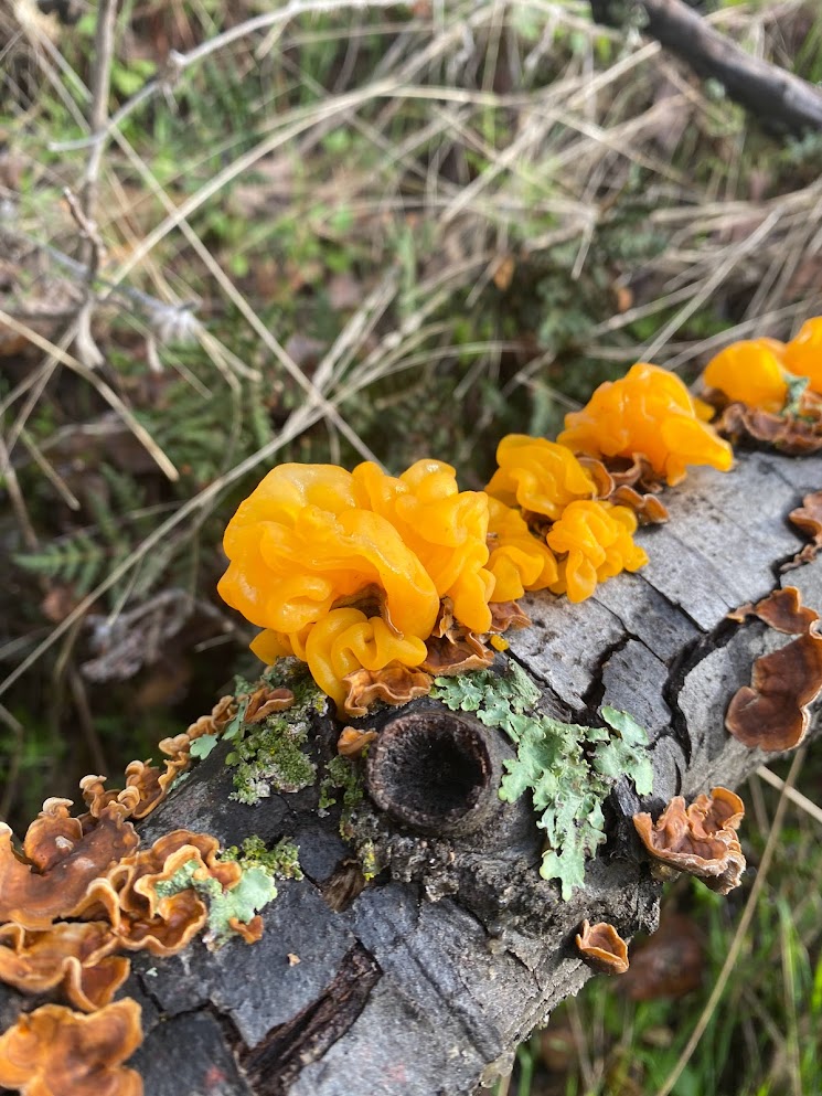 Welcome February 2024, hello to my second monthly project for the new year!